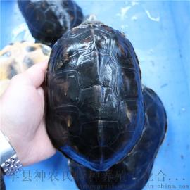 中华花龟 放生龟 花龟外塘 大珍珠龟 广东龟鳖养殖场批发