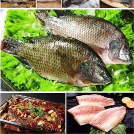 罗非鱼,冷冻鱼产品半成品鱼批发品质保障,浔味堂食品