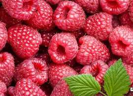 进口 厂家直销美国红树莓浓缩果汁原浆 原料    酵素原料饮料厂原料